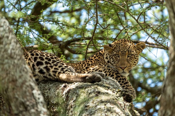 Daniel auf Safari Fotografie in Ostafrika: Ein persönlicher Erlebnisbericht